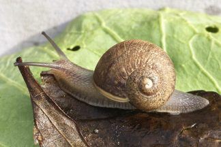 Hunt is on to find mate for Ned the snail with rare left-coiled shell