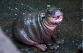 Scotland’s baby pygmy hippo Haggis to leave Edinburgh Zoo