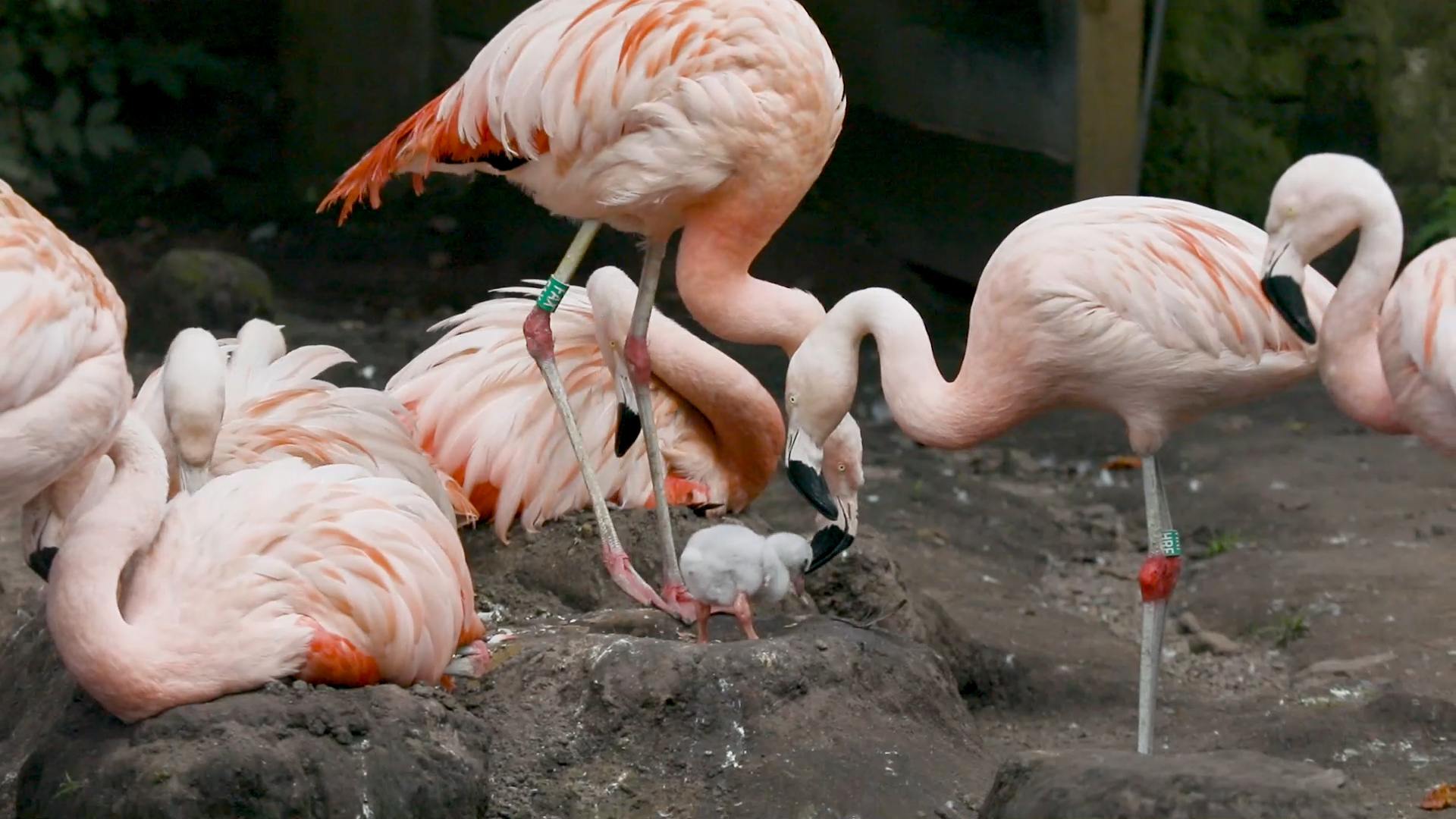 The Royal Zoological Society of Scotland (RZSS) announced the new chicklet had hatched on September 4.