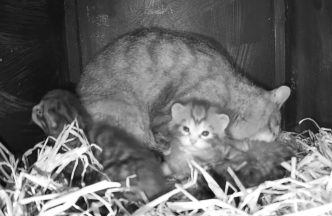 Critically endangered Scottish wildcat kittens caught on camera for first time