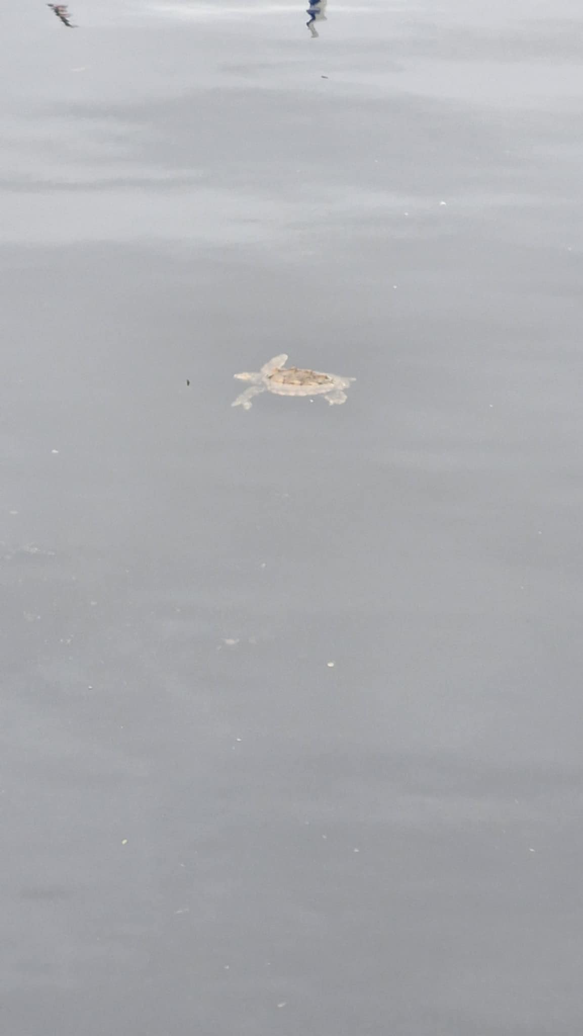The turtle has not been seen since its initial sighting.