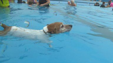 Doggies go for a dip to mark end of summer season at Gourock