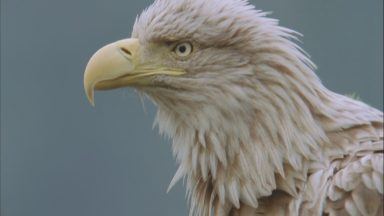 White-Tailed Eagles soar again five decades after reintroduction to Scotland