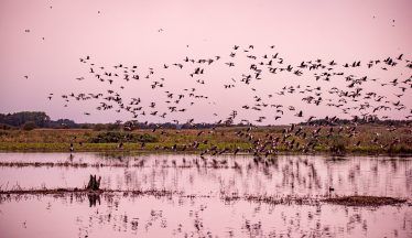 Tens of thousands of pink footed geese arrive in Scotland after 800-mile journey