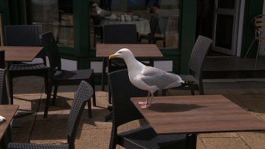 Scottish Government allocates £100,000 to address urban gull problem