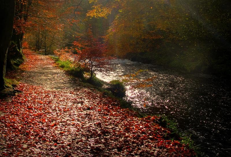 Body of man discovered at Calderglen Country Park