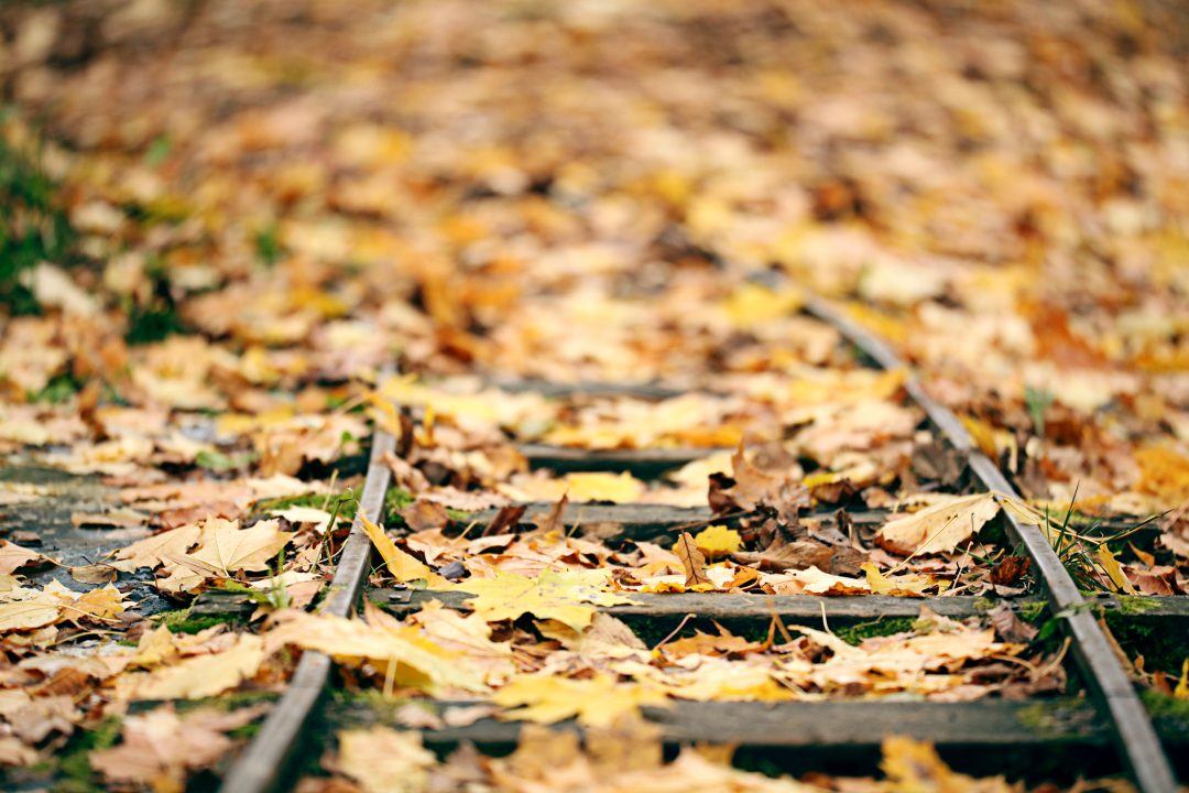 Network Rail to spend £6.4m removing autumn leaves from Scottish railway lines