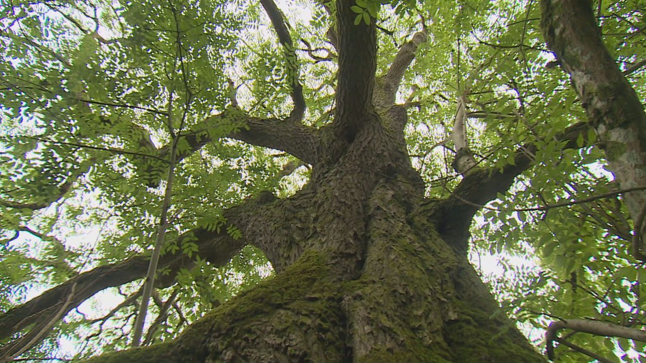 Survey of thousands of Scotland’s trees aims to protect ancient woodlands
