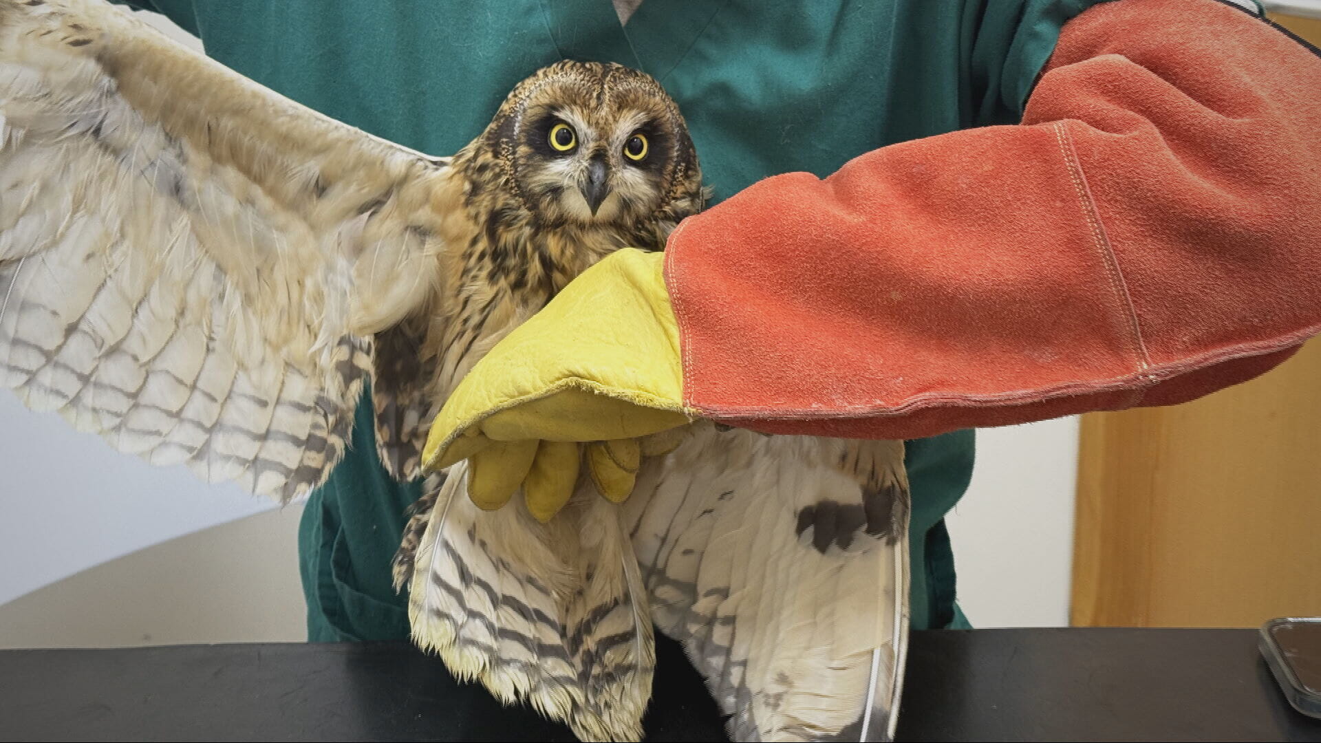 The bird was found to be in good shape but underweight