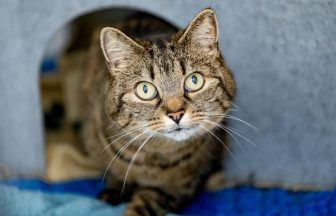 Cats Protection charity denied Firework Control Zone in Glasgow for second year