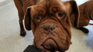 Man handed £500 fine after starving pet dogs and leaving them in kennels full of faeces