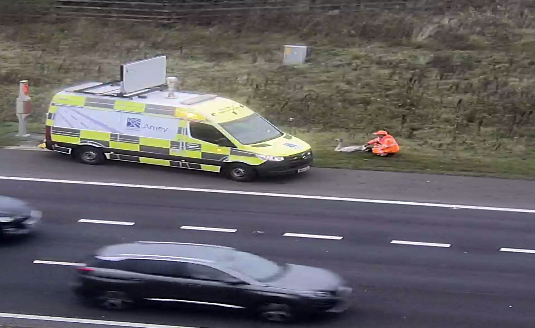 Swan removed from M8