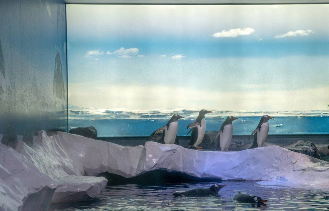 Campaigners call for release of penguins ‘trapped in aquarium basement’