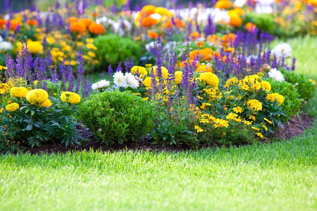 Councillor suspended for one month after complaining about Isle of Bute flower beds on social media