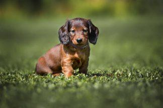 Warning issued after buyer scammed out of cash amid puppy ‘deposit scams’ in Aberdeenshire