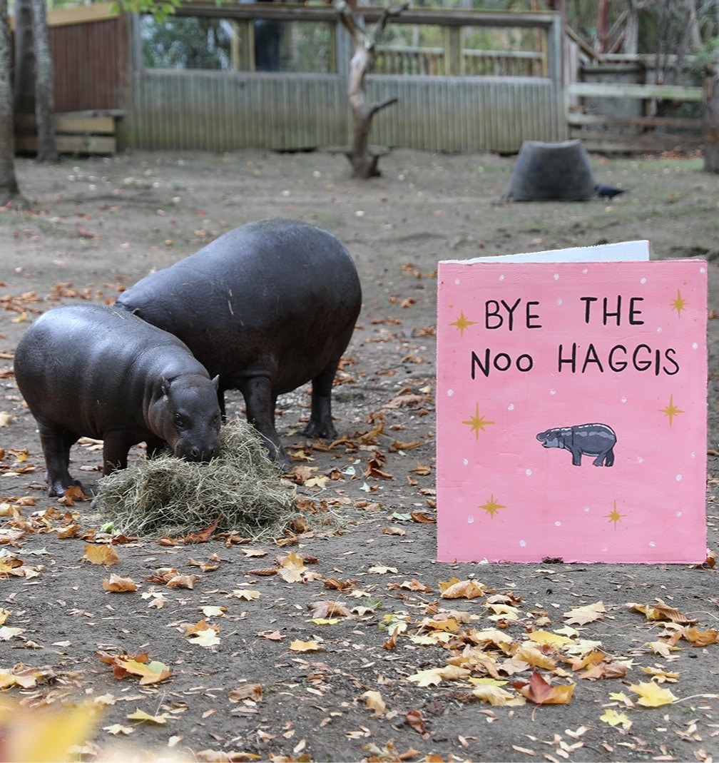 Edinburgh Zoo gave Haggis a farewell card
