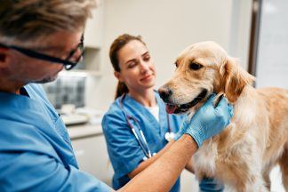 Vets should publish prices and cap medicine costs, watchdog says