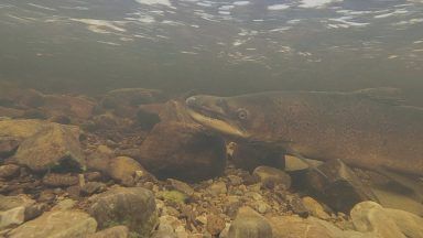 Major River Ericht salmon restoration project at crucial stage