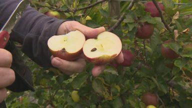 Demand for cider helping to grow new movement for Scottish apples