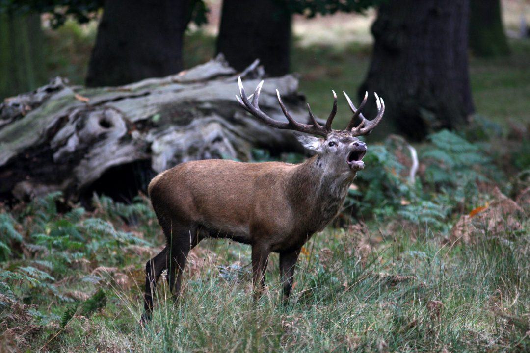 Shooting body raises ‘significant concerns’ over Natural Environment Bill