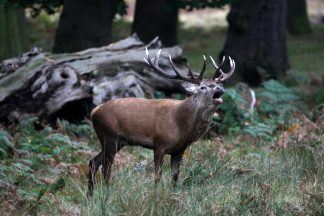 Shooting body raises ‘significant concerns’ over Natural Environment Bill