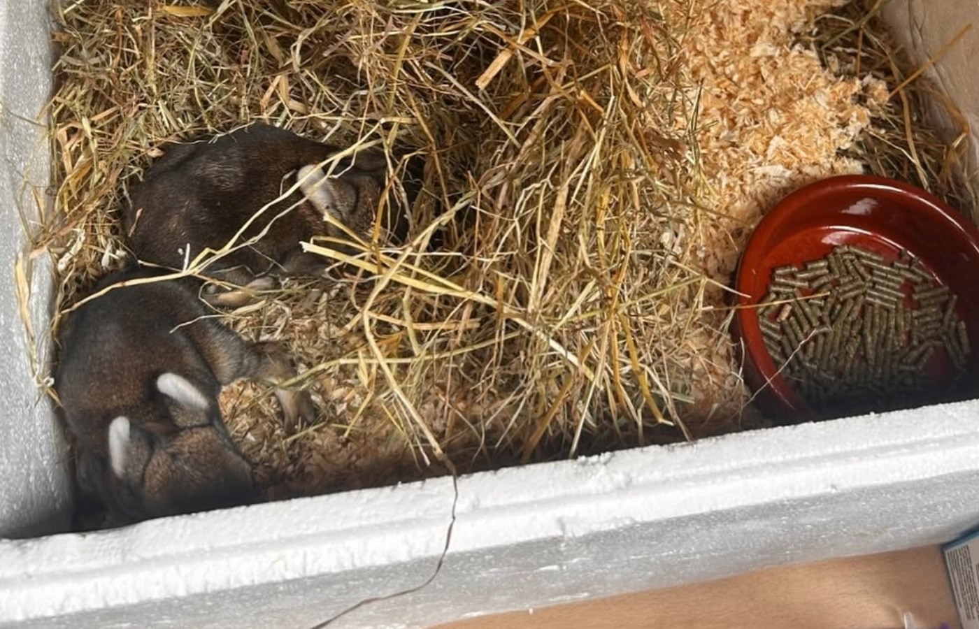 The newborn bunnies weighed just 100g when they were found.