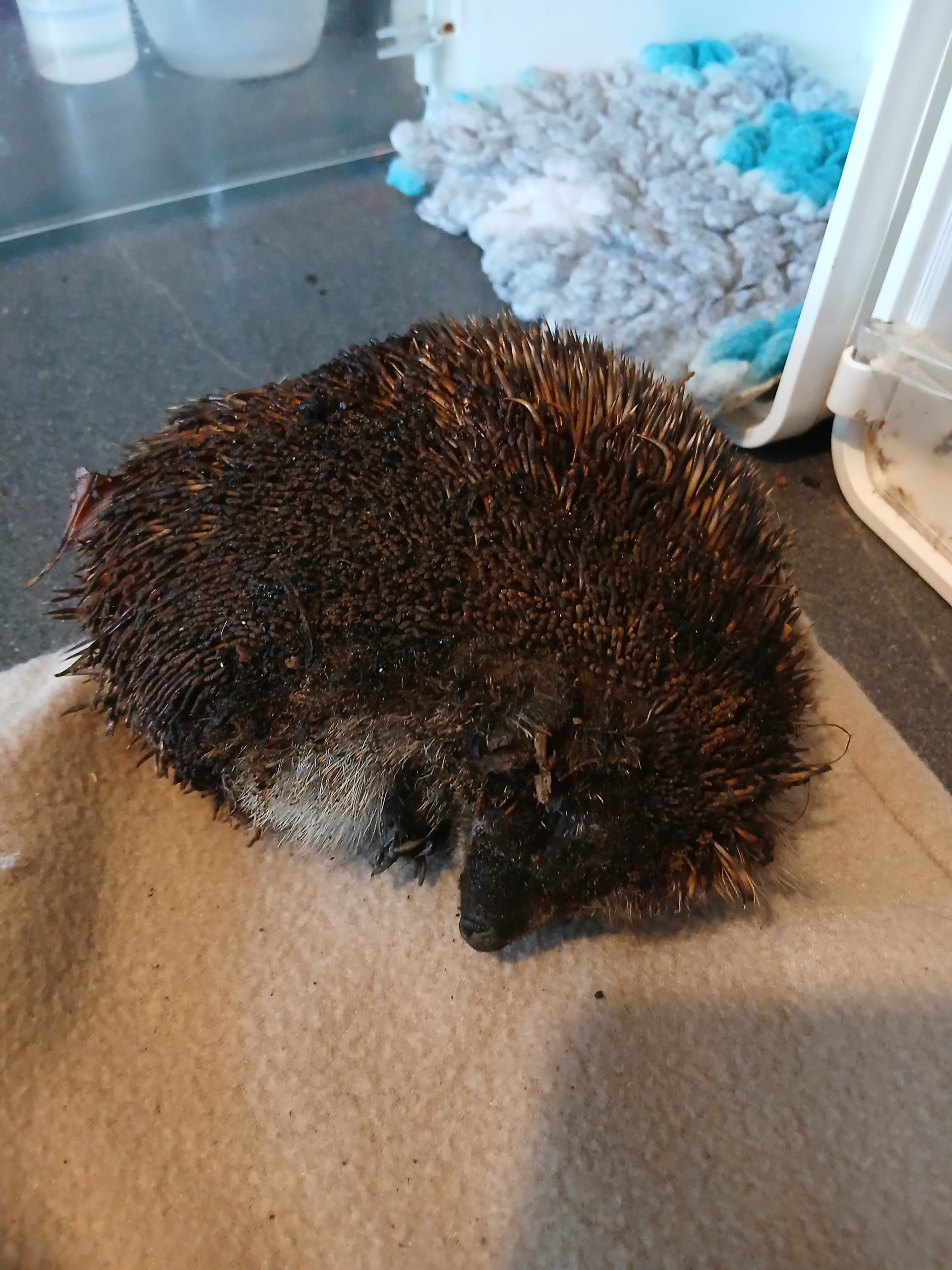 One hedgehog died following the incident after it was discovered under the rubble.