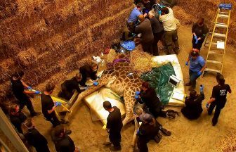 Watch giraffe at Scots zoo knocked out to receive procedure for ‘unusual’ swelling