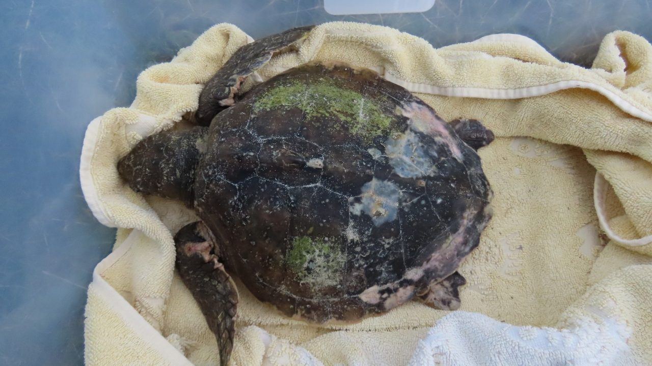 Endangered sea turtle washes up on Scottish beach over 3,000 miles from habitat