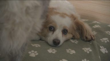 ‘We’re being bullied by larger firms’, says independent vet