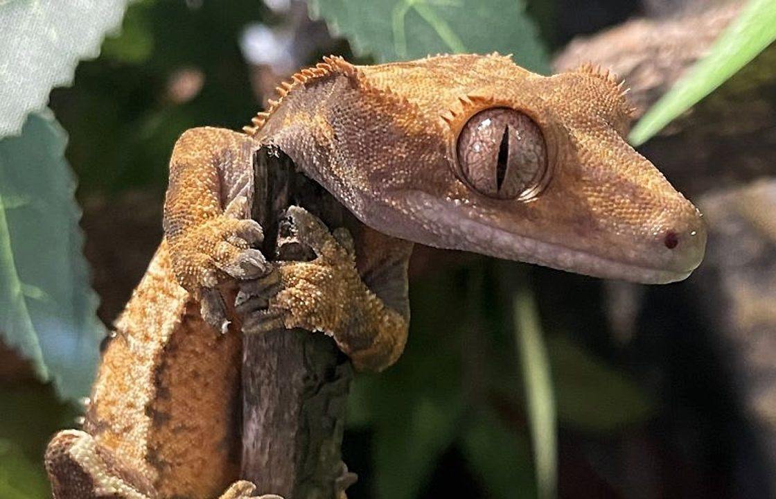 Scots exotic pet owners euthanising animals through decapitation, study finds