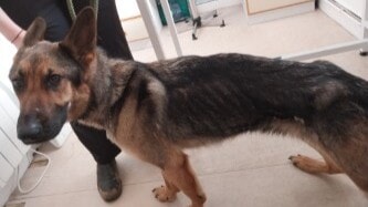 The German Shepherd was found during the first visit to the house.
