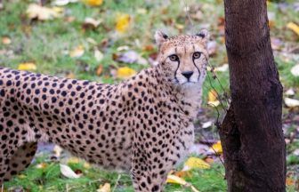 Rare cheetah arrives at Edinburgh Zoo from France
