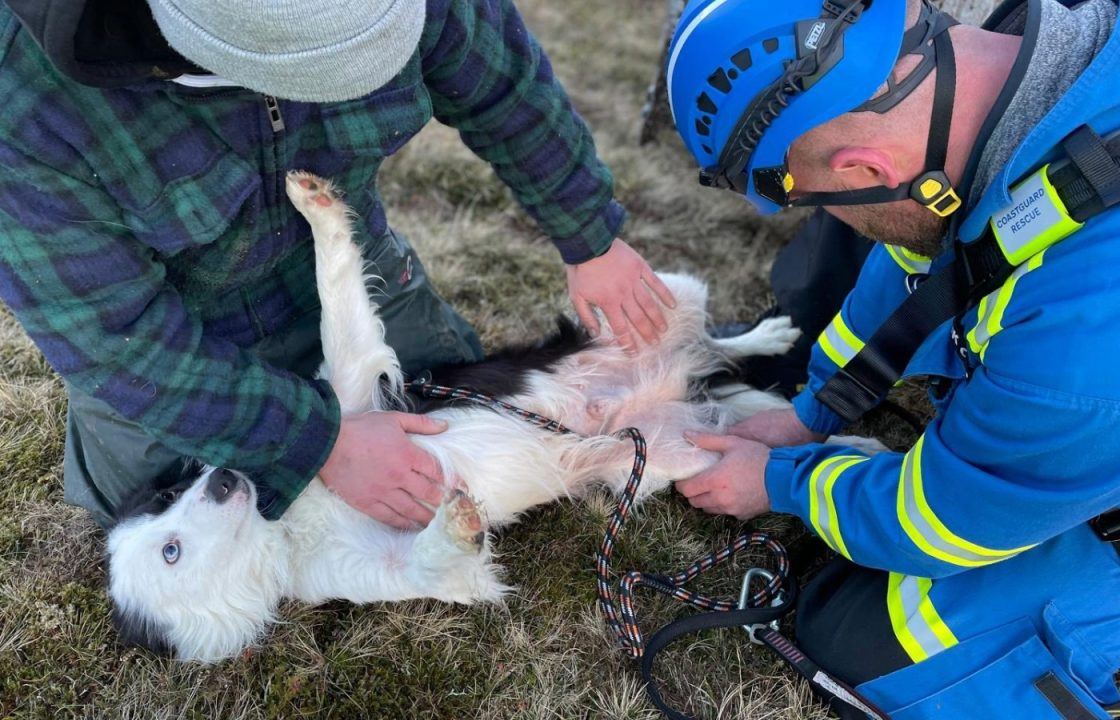 Collie rescued after 100ft fall down cliff in Shetland