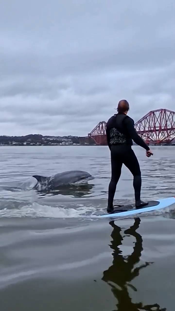 A group from eFoil Scotland, a watersports company based in Edinburgh and Fife, were overjoyed when the animal swam up to them on Wednesday.