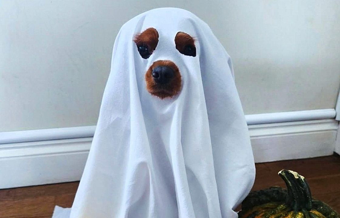 In pictures: Scots celebrate Halloween in spooktacular style