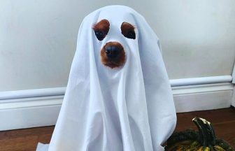 In pictures: Scots celebrate Halloween in spooktacular style