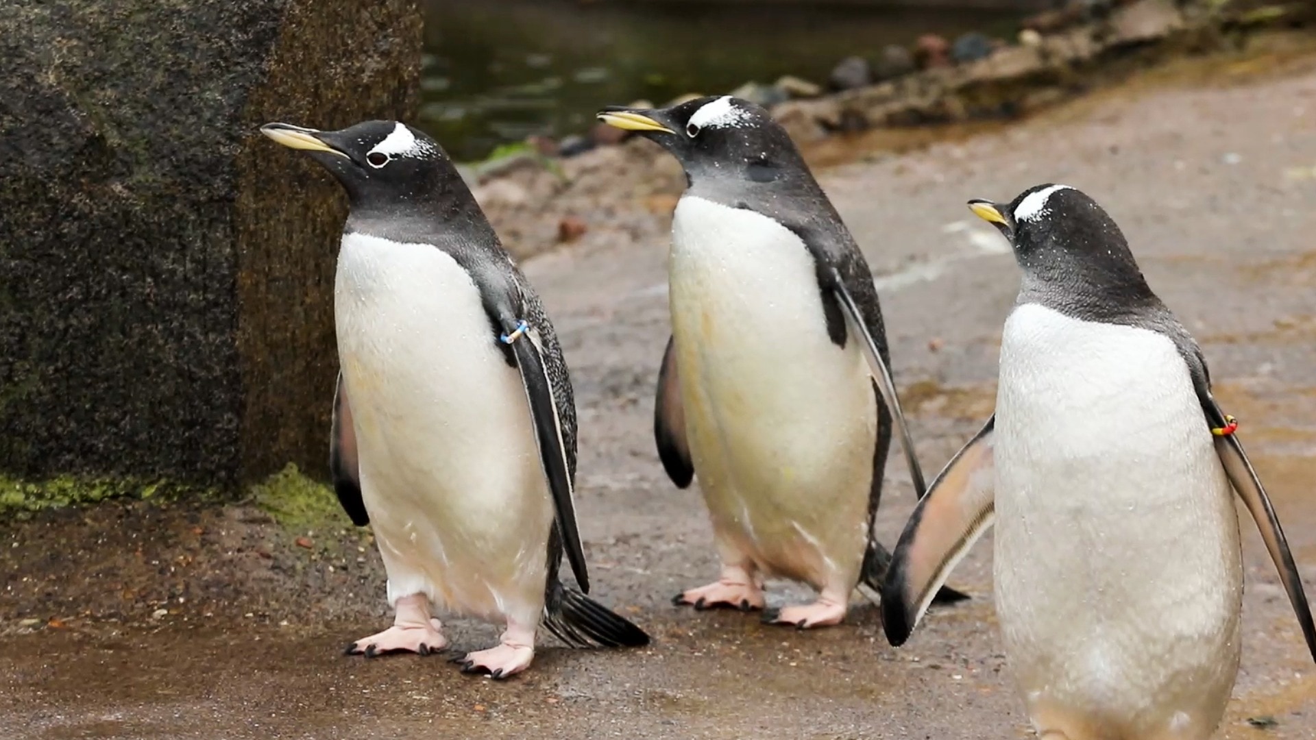 Edinburgh Zoo has a large colony of gentoo penguins, with over 100 living at Penguins Rock.
