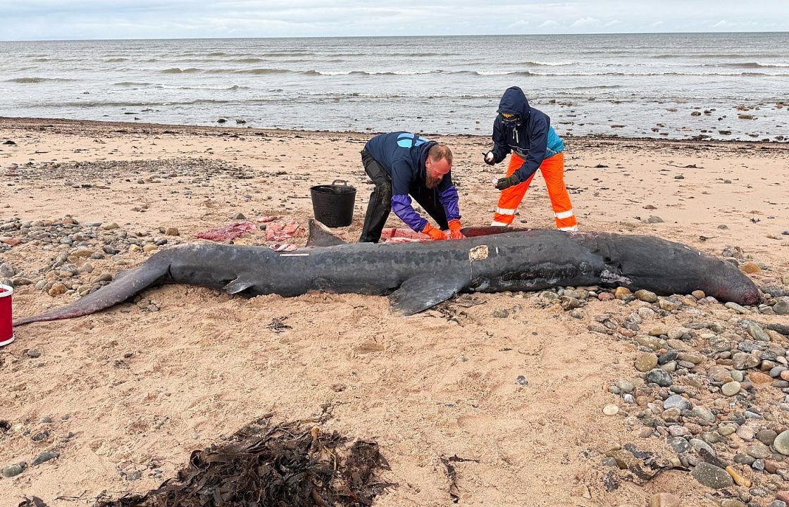 Dead basking shark found with plastic in stomach after washing up on Moray beach
