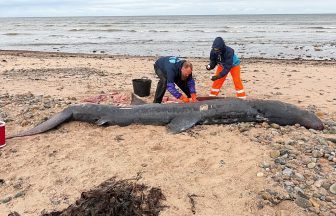 Dead basking shark found with plastic in stomach after washing up on Moray beach