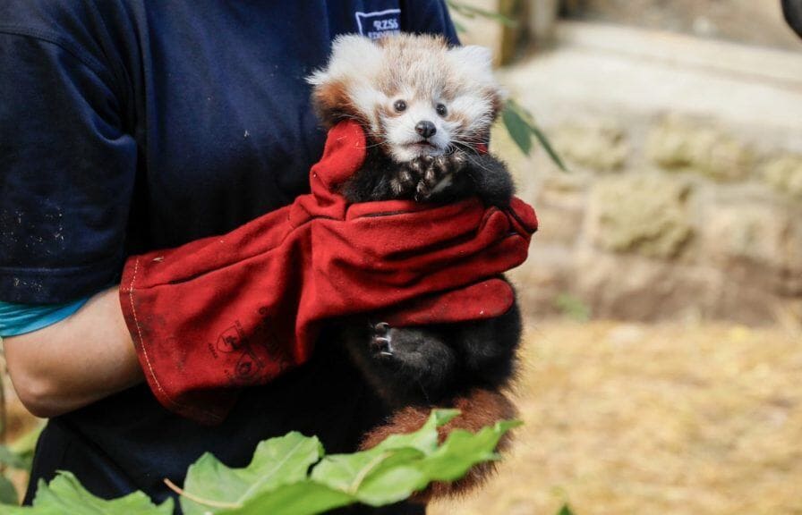 The Royal Zoological Society of Scotland (RZSS) has called for tighter restrictions on fireworks, following the death of a baby red panda at Edinburgh Zoo on bonfire night last year.