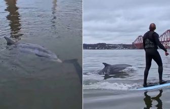 Watch moment dolphin swims alongside surfers under Forth Bridge
