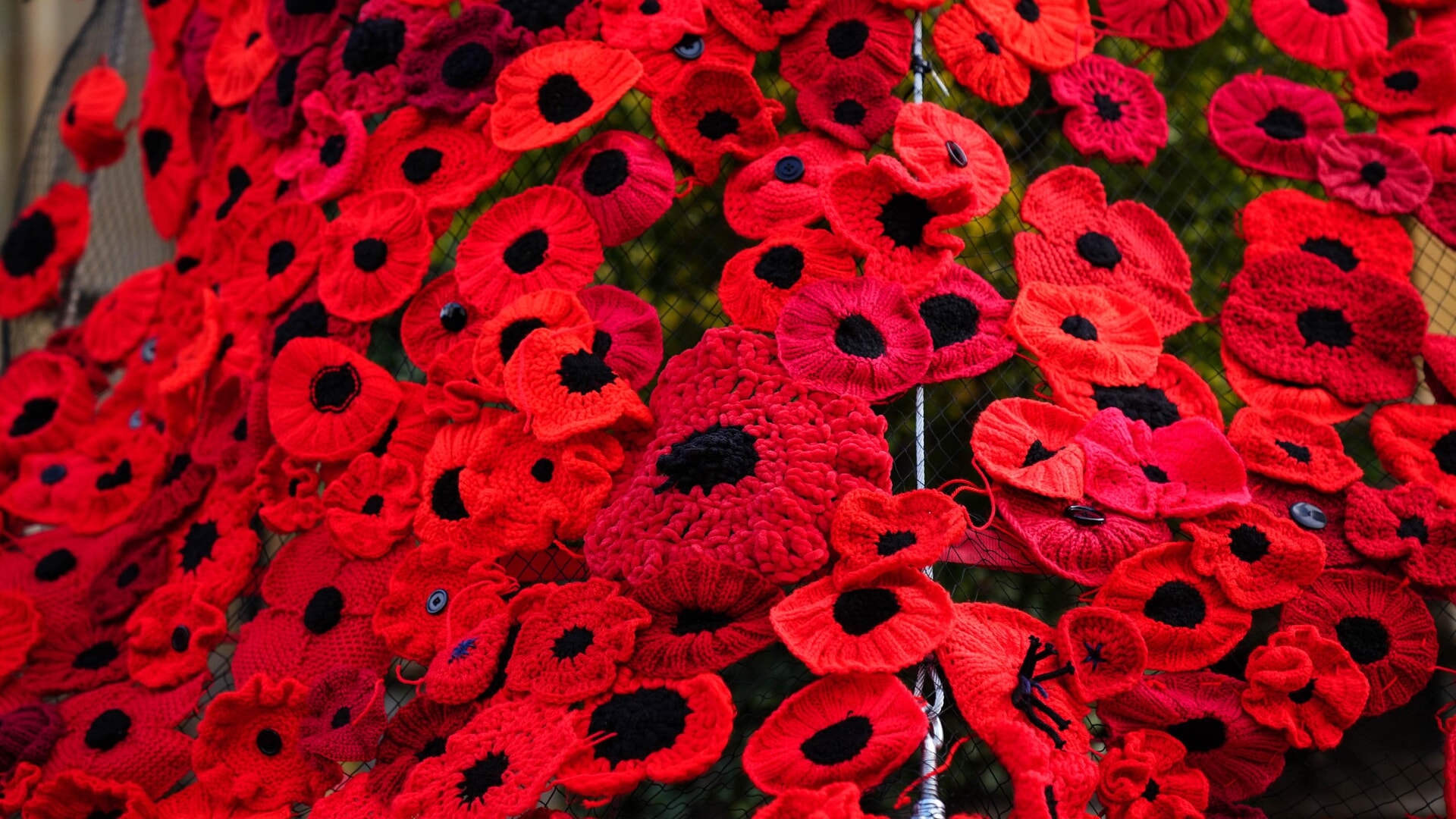 A poppy display ahead of Remembrance Day.