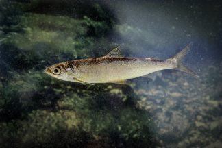 Prehistoric Ice Age fish thriving in Scottish loch
