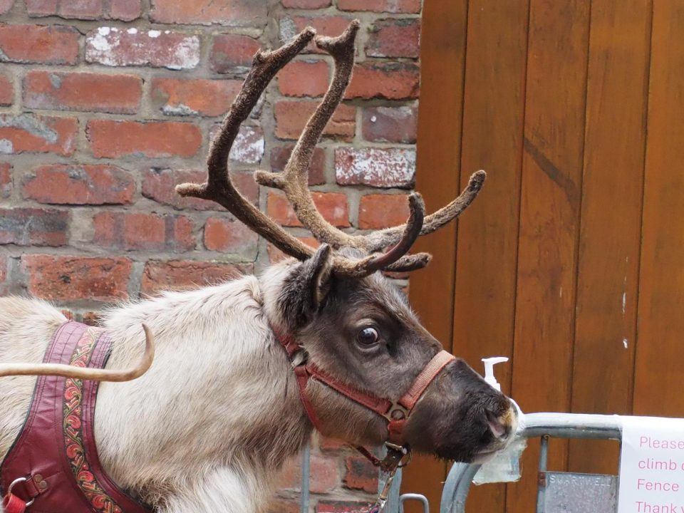 Animal welfare groups call for end to live reindeer displays at festive events