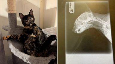 Kitten saved after swallowing sewing needle with Glasgow owners ‘crying and shaking’
