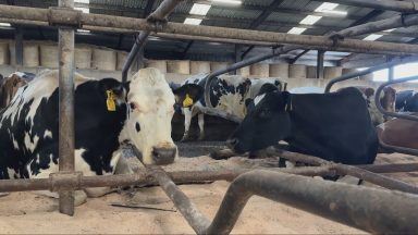 North East farmers warn low milk prices could push them out of business