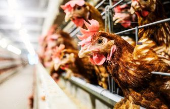 Disease zones brought in after severe and deadly bird flu outbreak at farm in Lanark