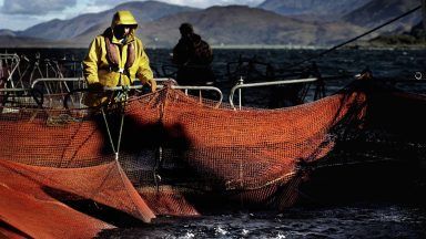 Scottish salmon adds £1bn to national economy, new figures show