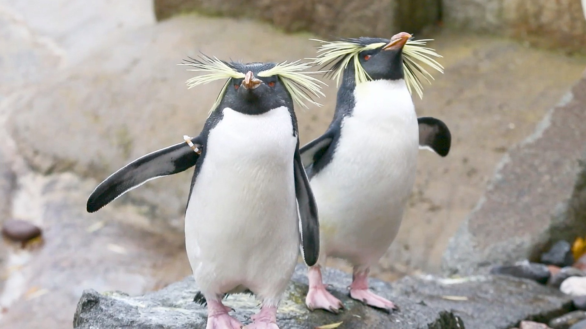 Edinburgh Zoo's Northern rockhopper penguins also got their vaccinations.